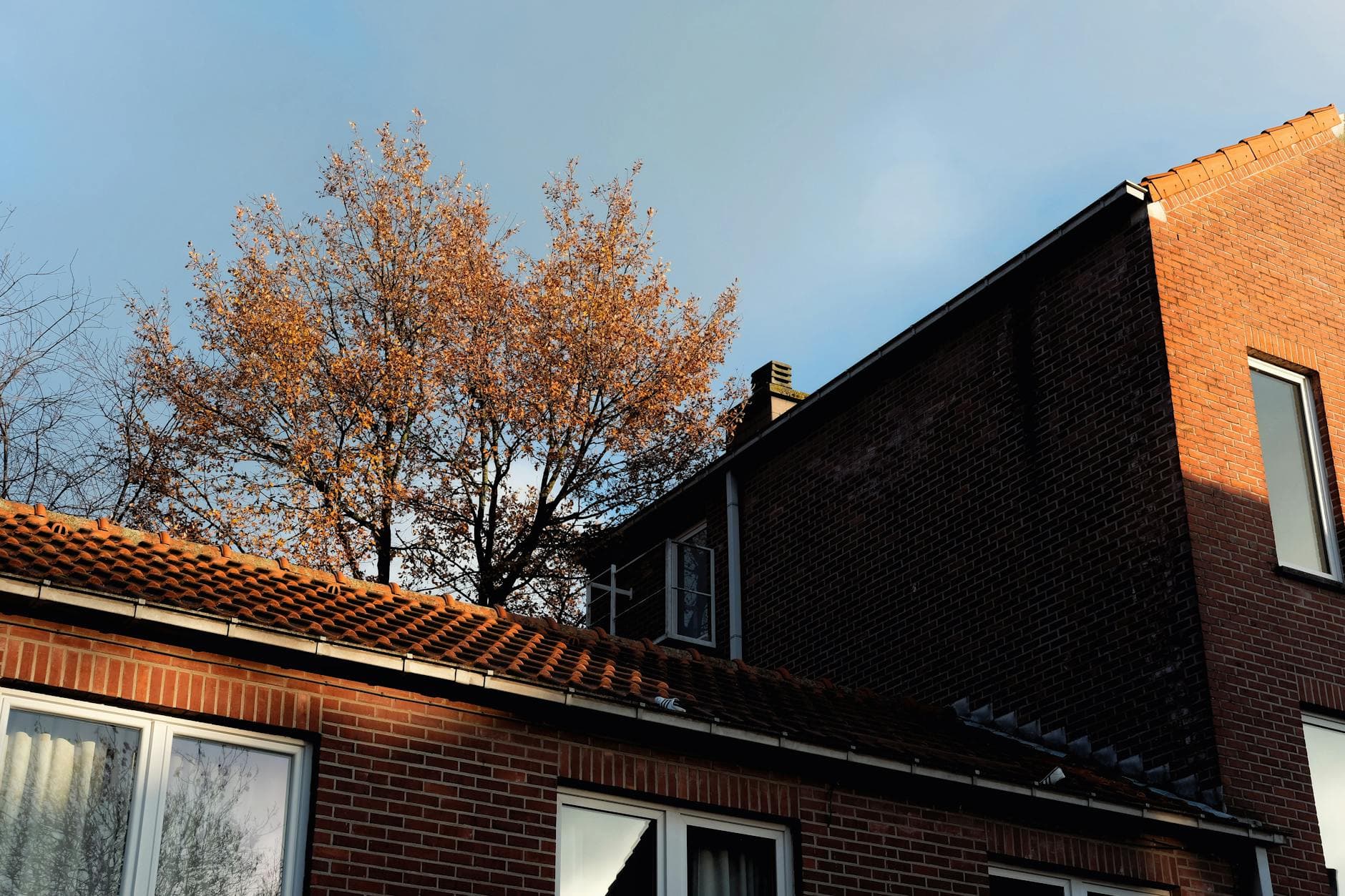 A low angle view of a brick house with an autumn tree in Leuven, Belgium.